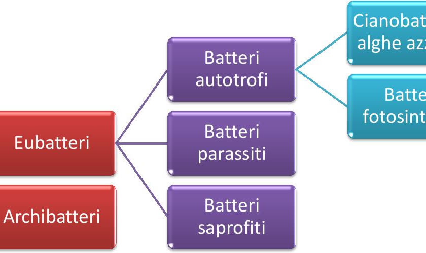 schede didattiche su Procarioti.