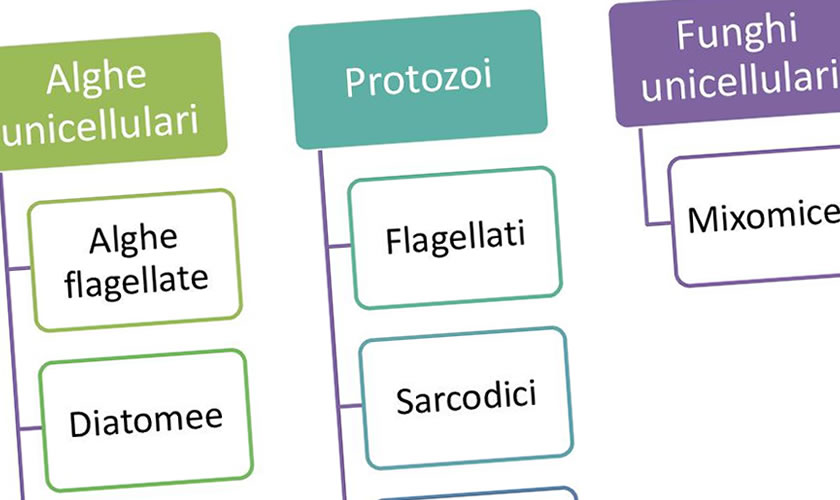 schede didattiche su Protisti.