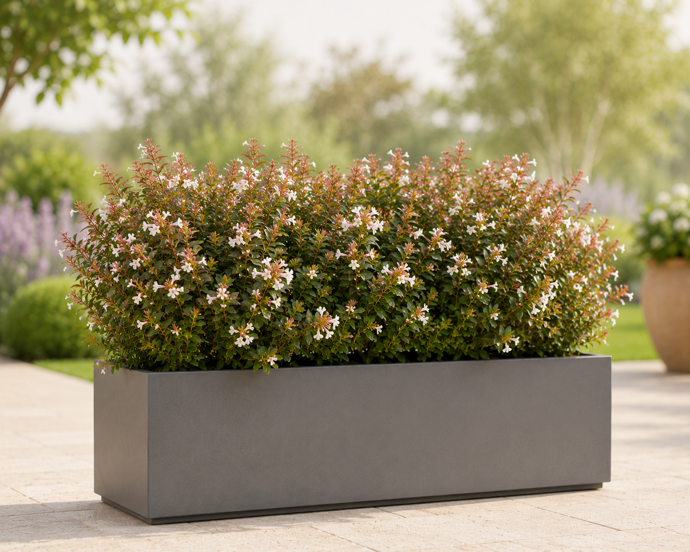 Abelia