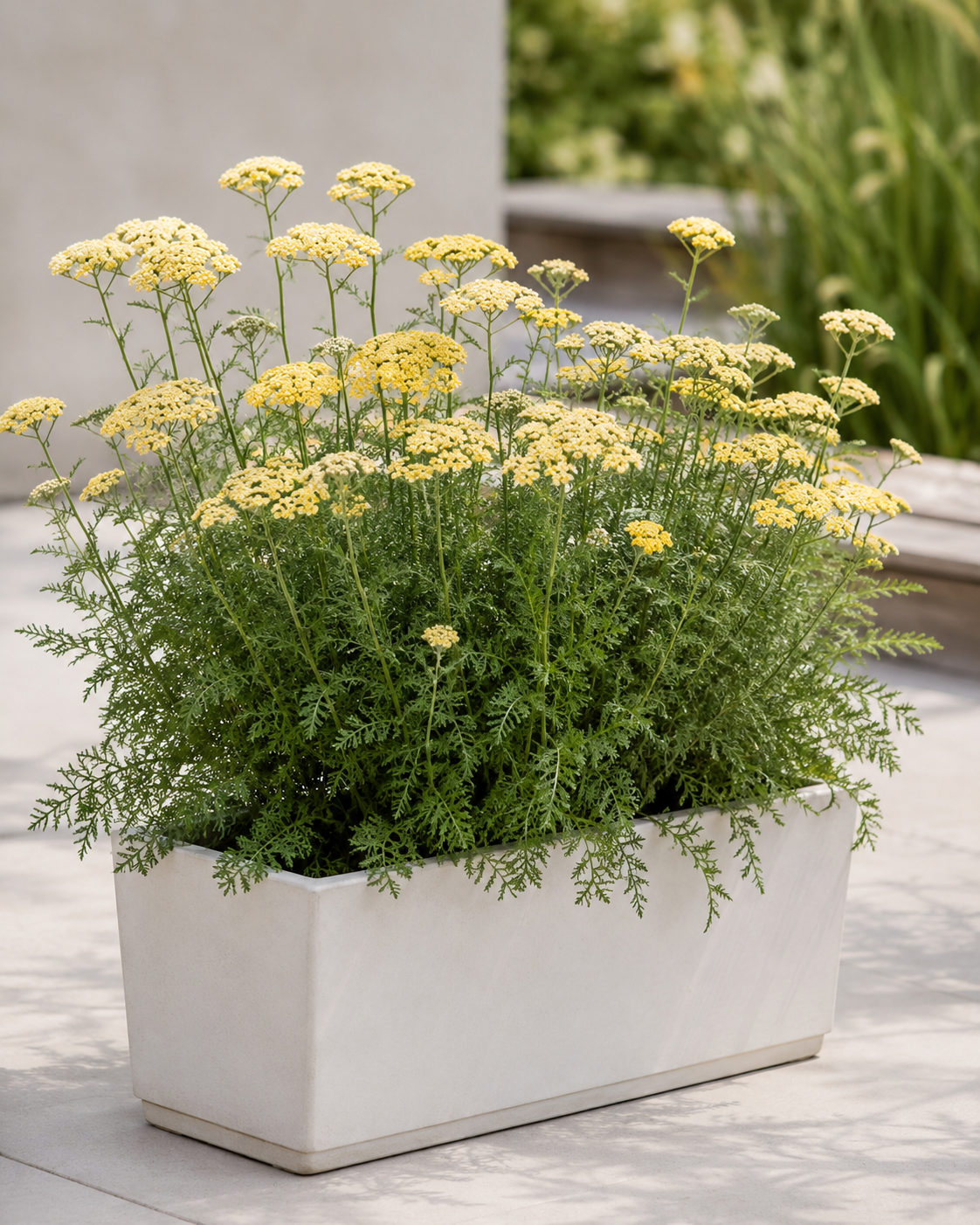 Achillea