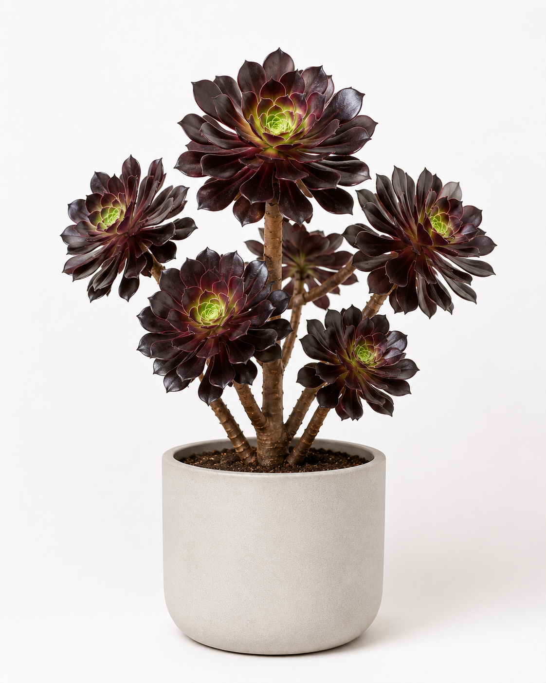Aeonium