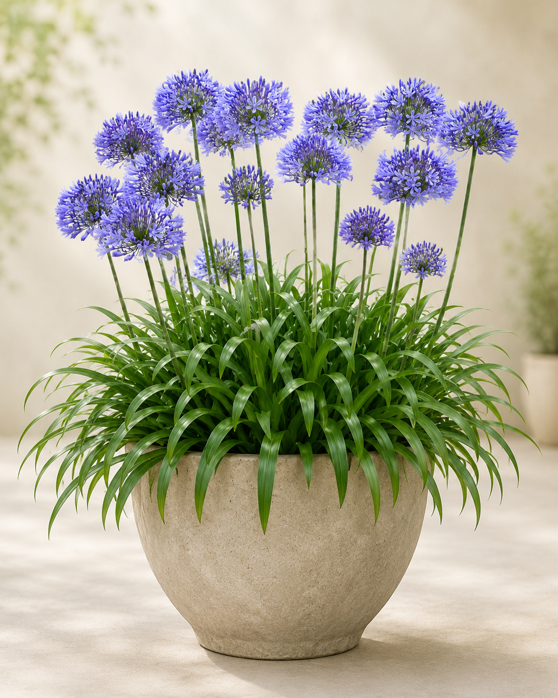 Agapanthus