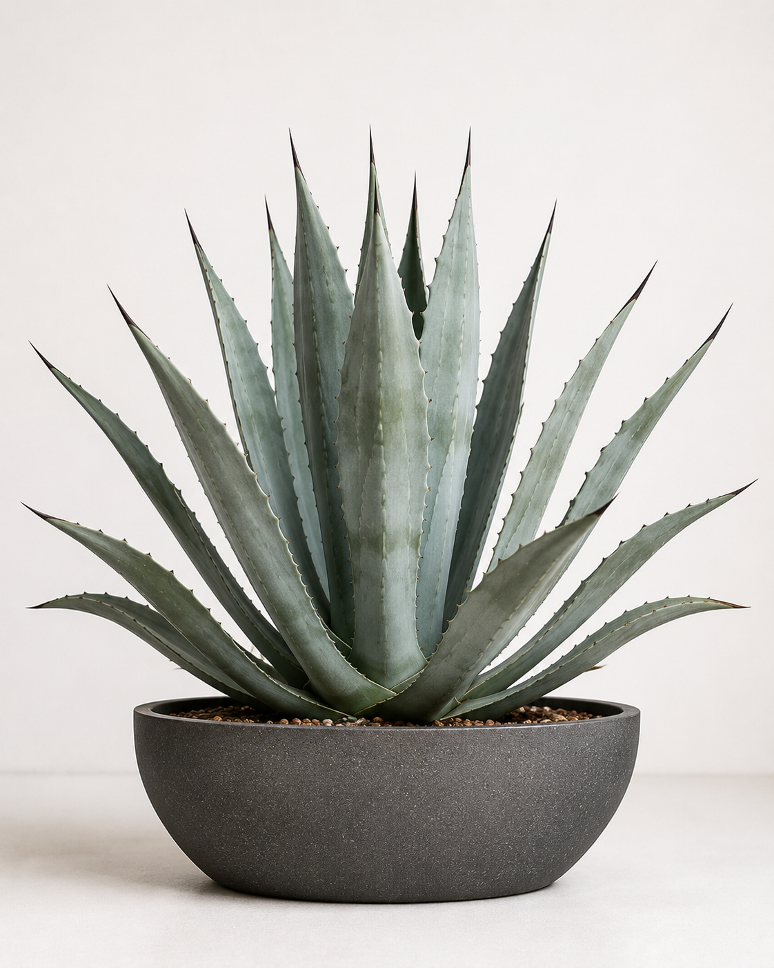 Agave americana
