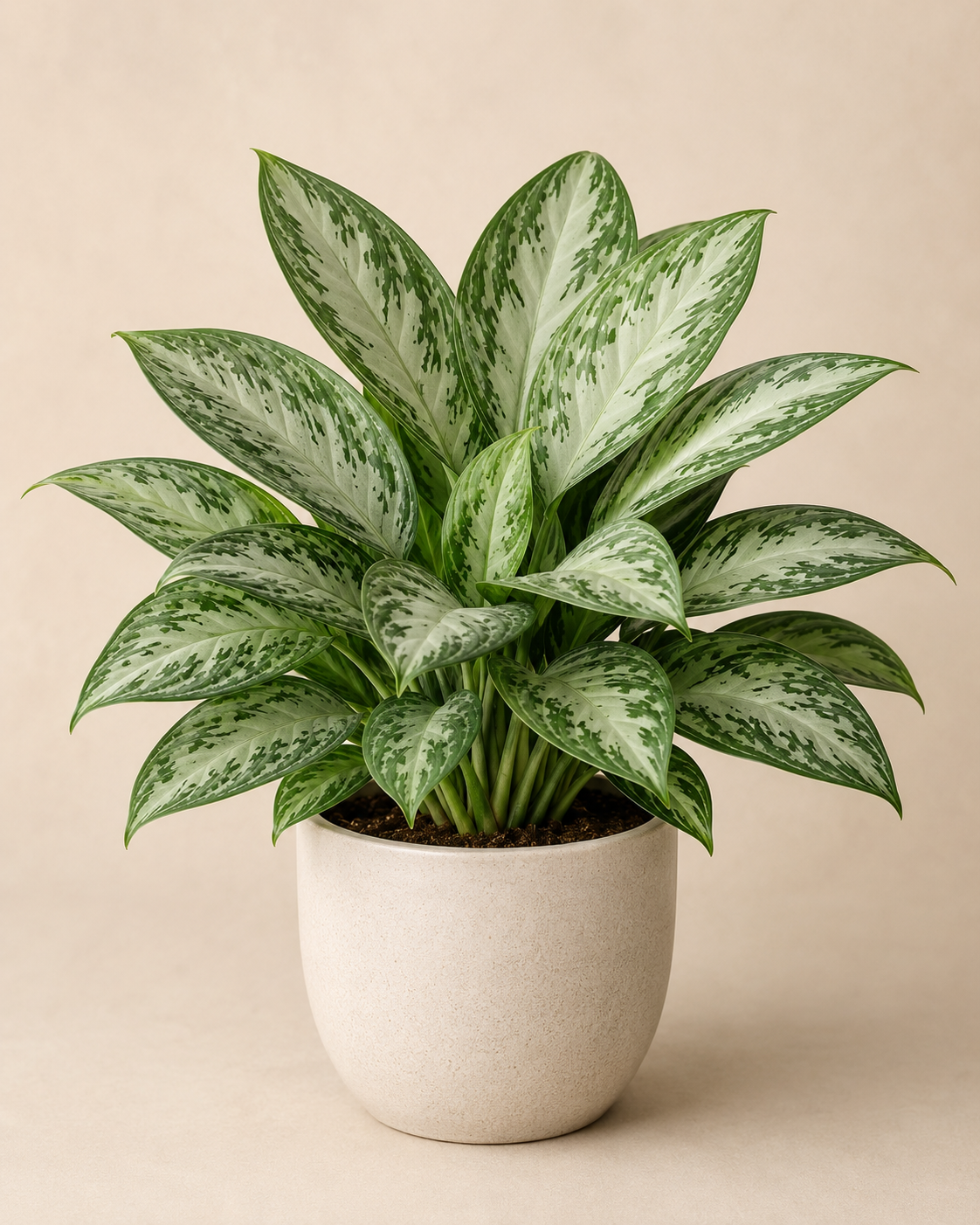 Aglaonema