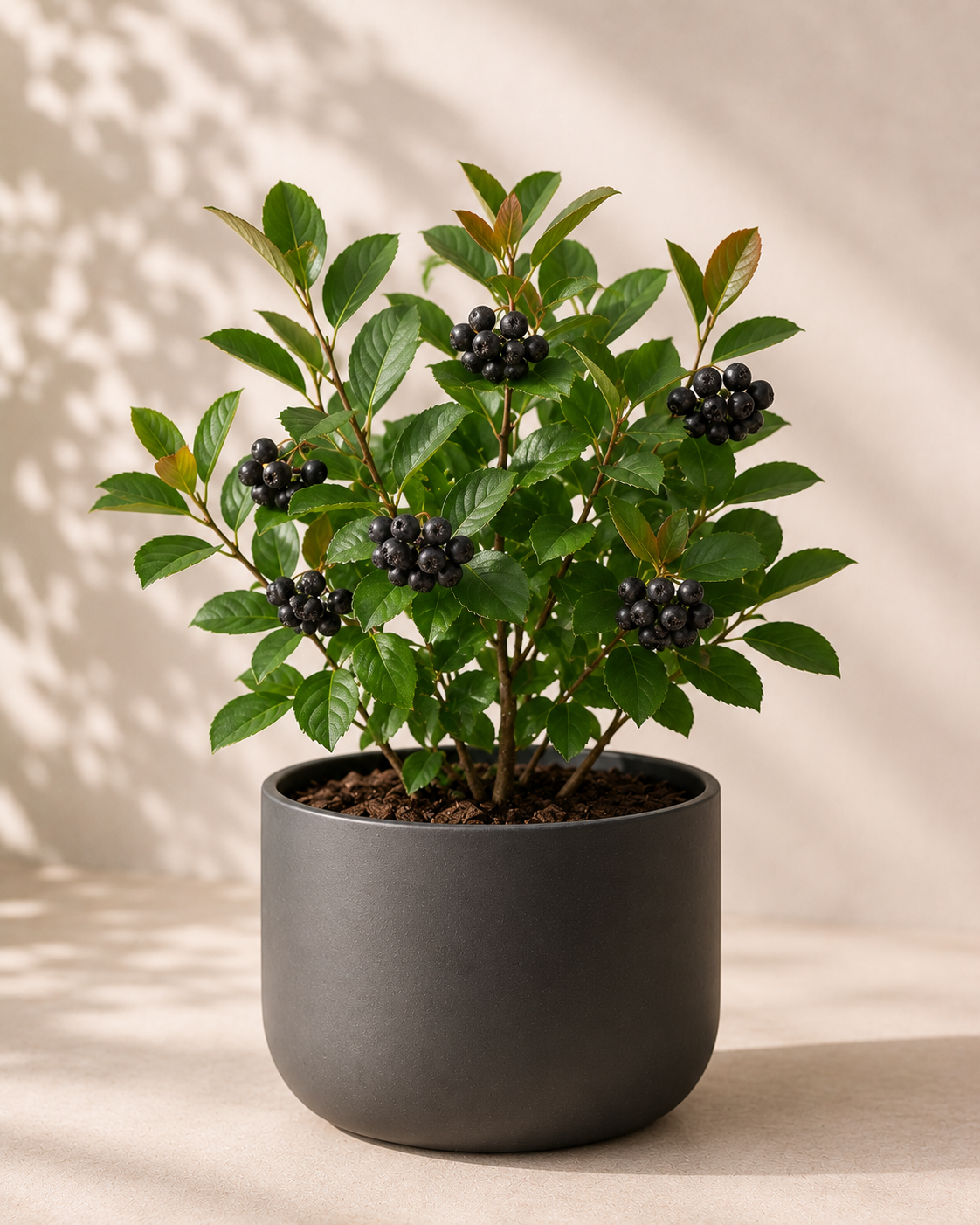 Aronia