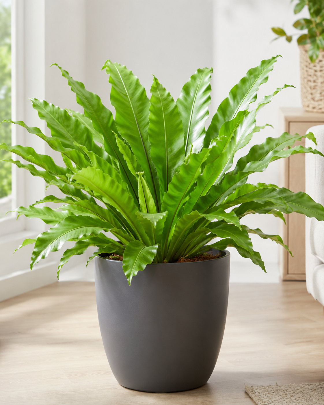 Asplenium nidus