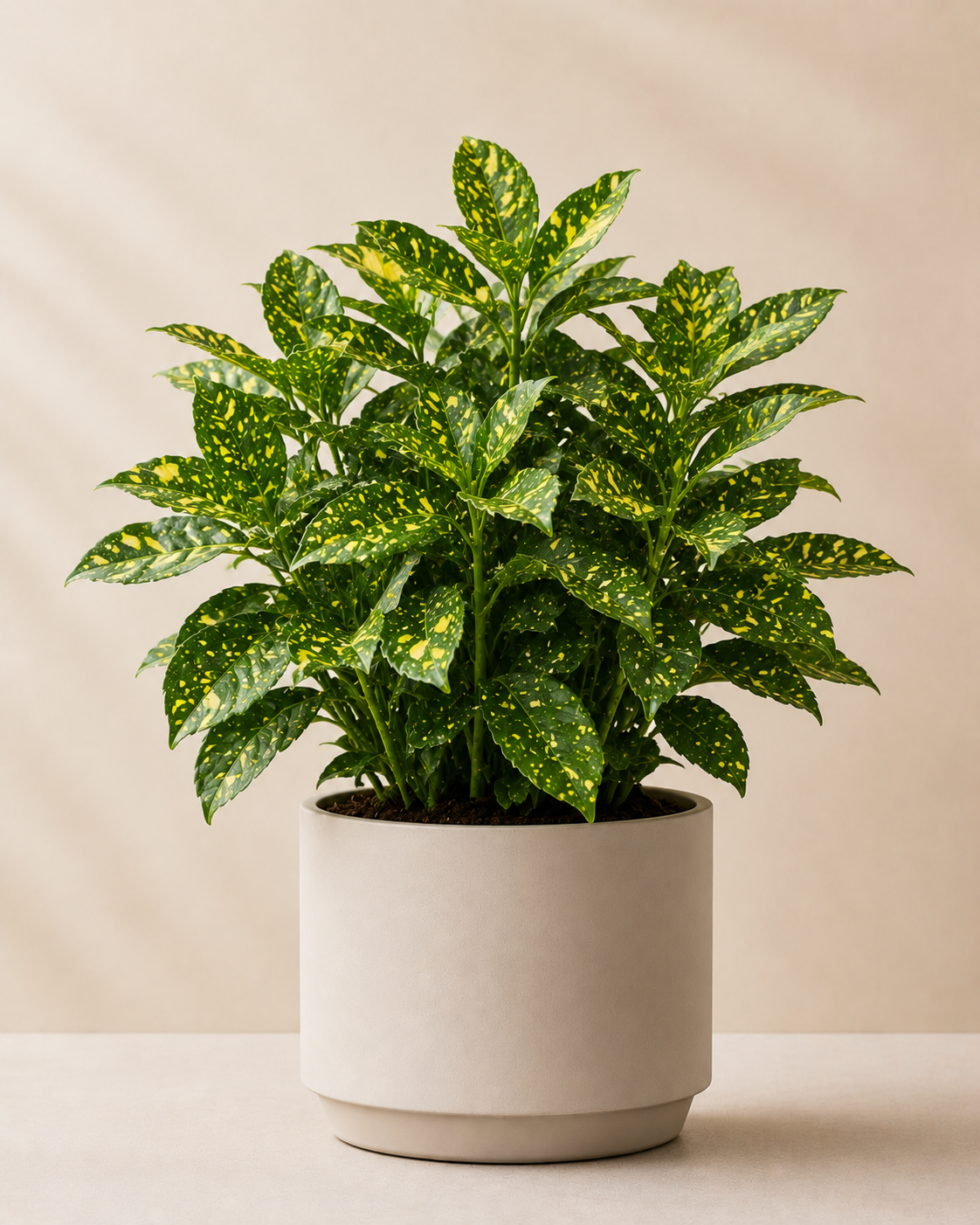 Aucuba japonica