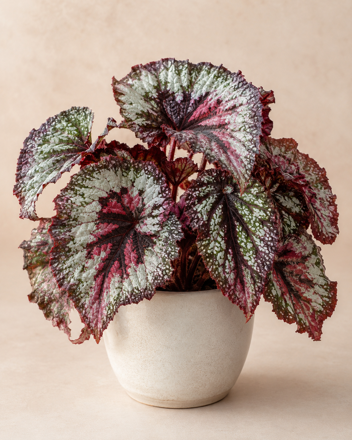 Begonia rex