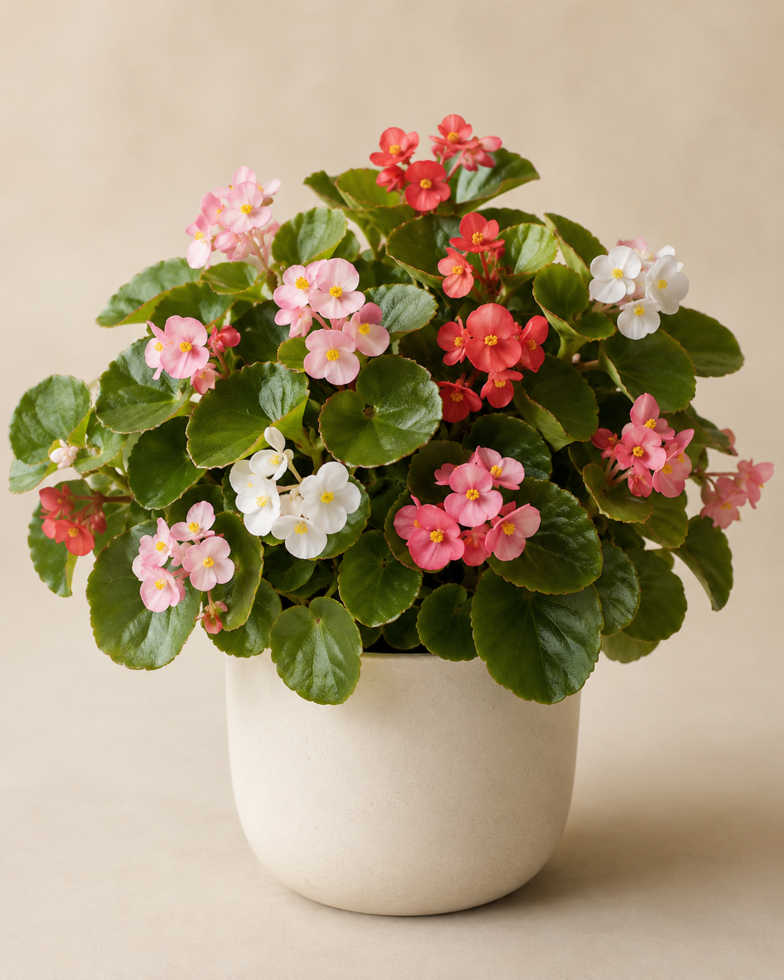 Begonia semperflorens