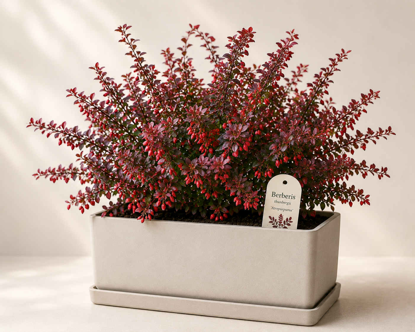 Berberis