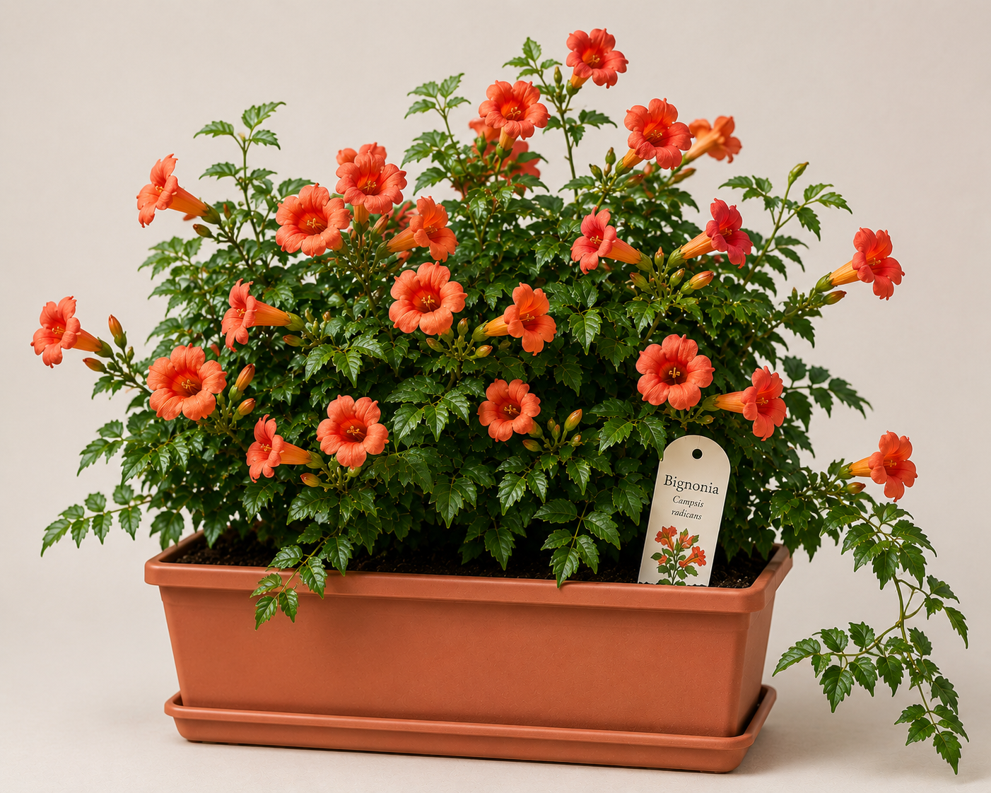 Bignonia