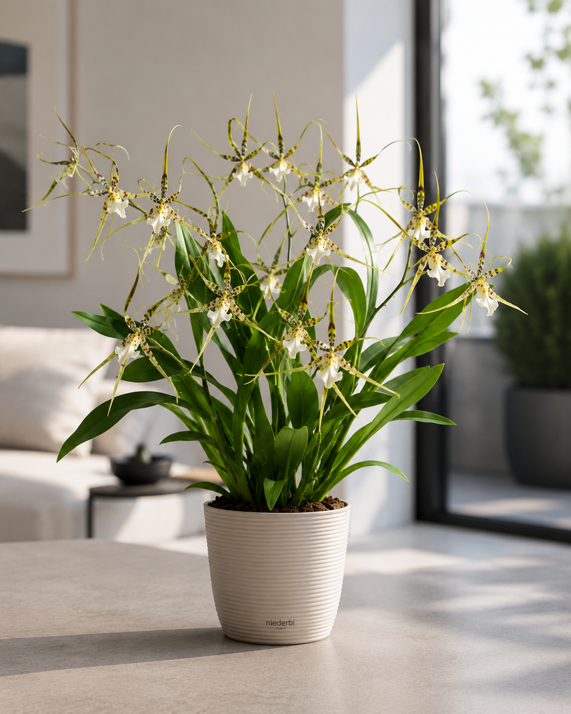 Brassia