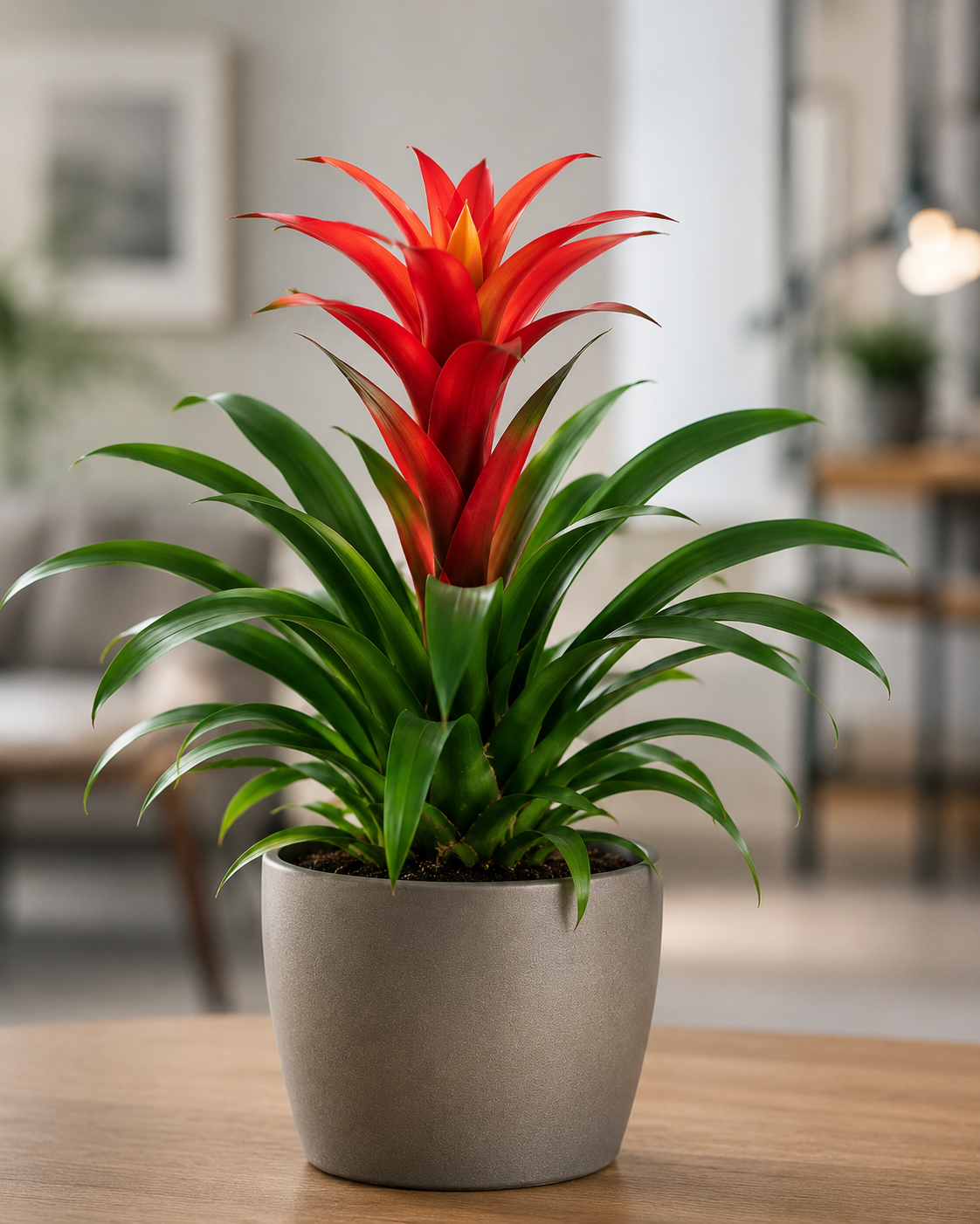 Bromelia Guzmania