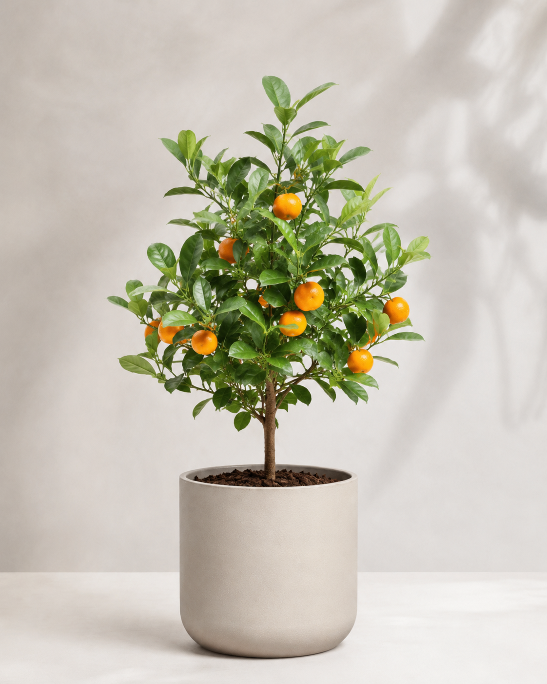 Calamondino