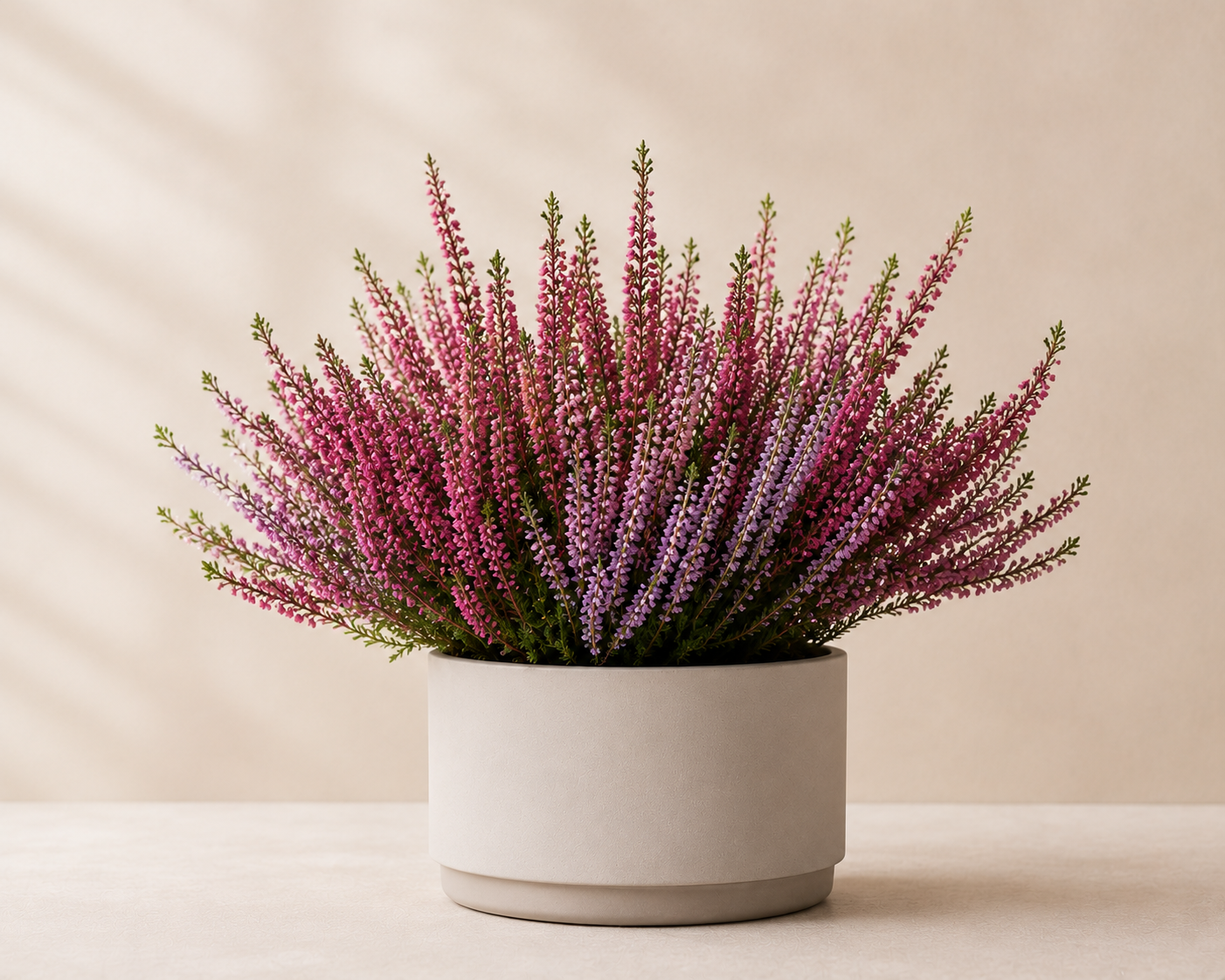 Calluna