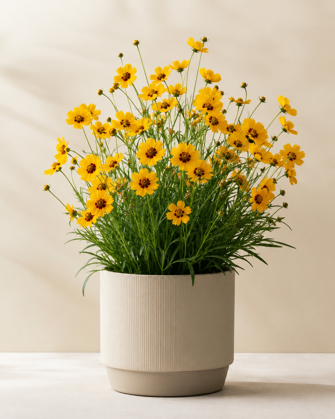 Coreopsis