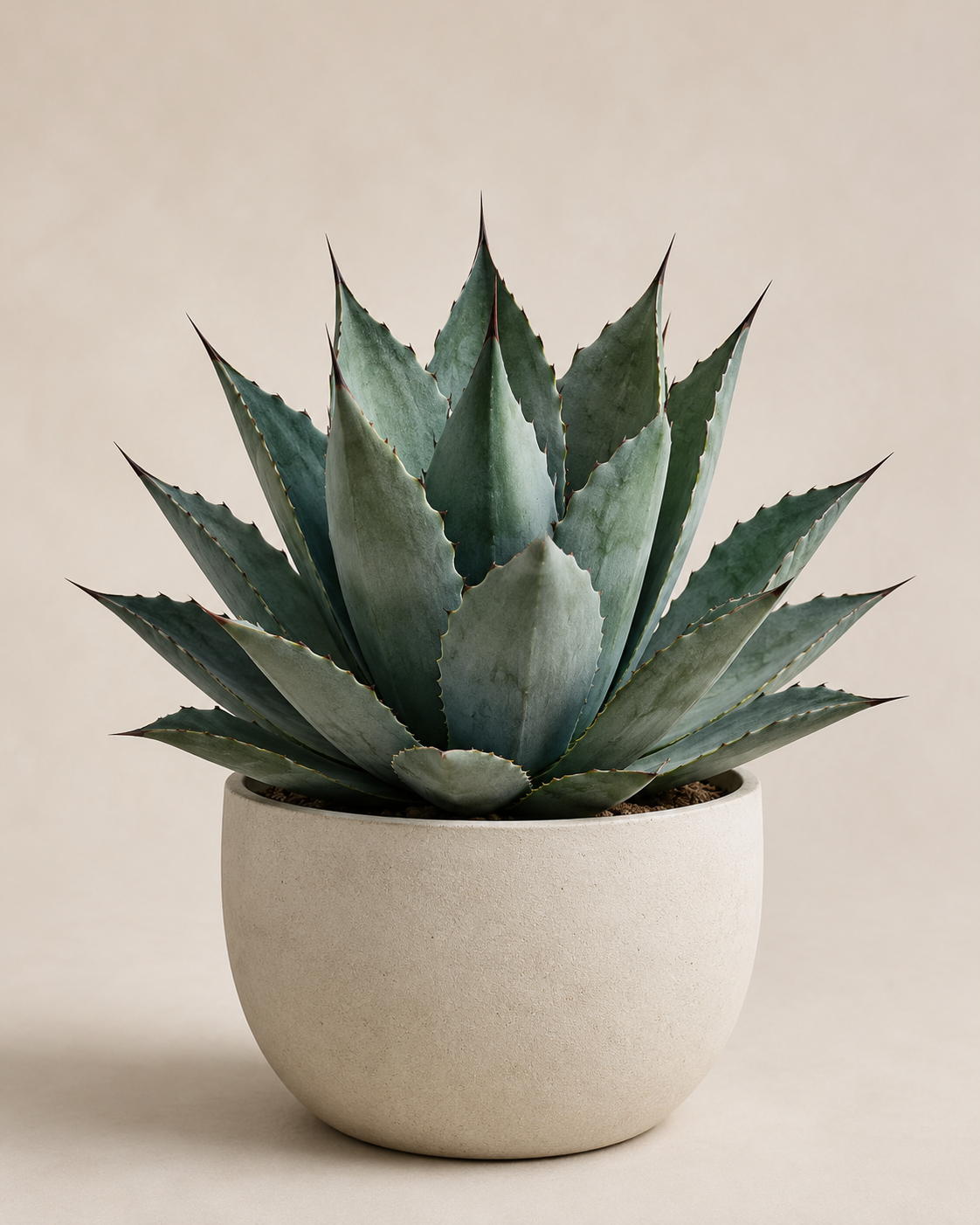 Crassula ovata