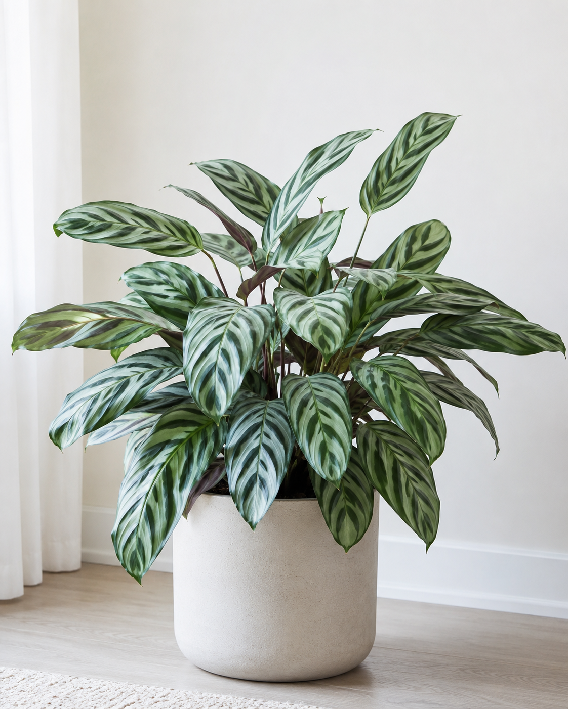 Ctenanthe