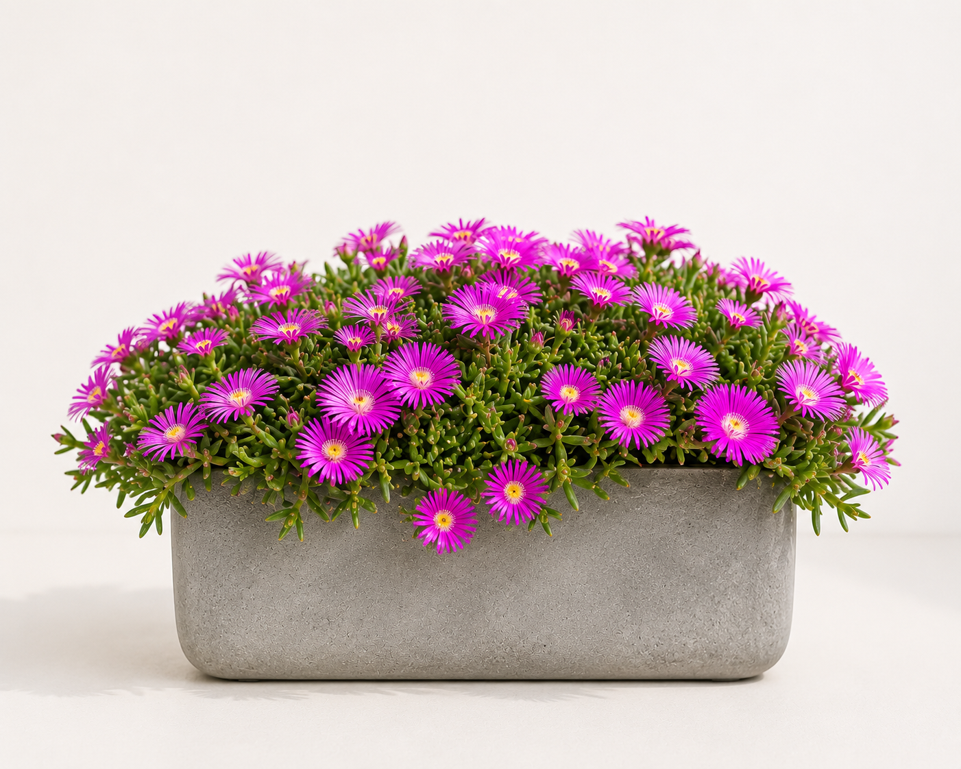 Delosperma cooperi