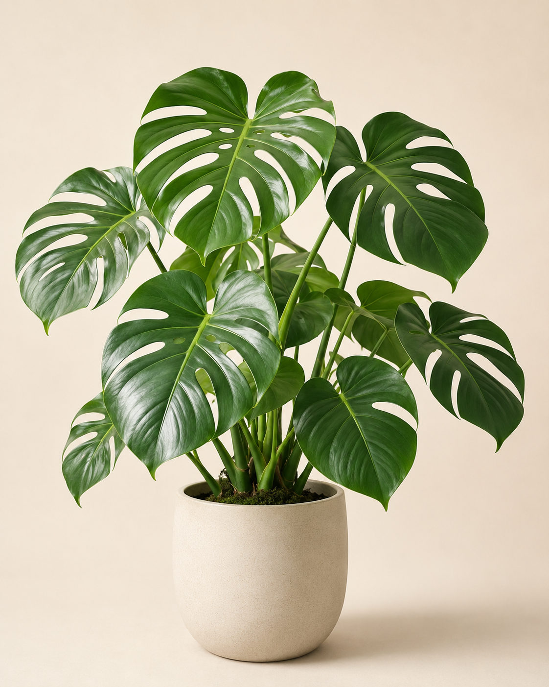 Dracena marginata