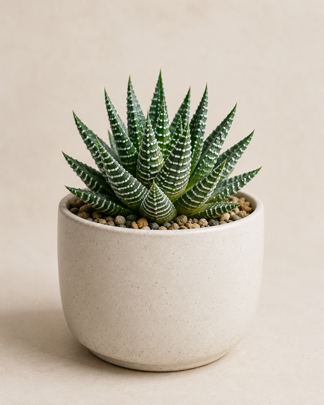 Echeveria