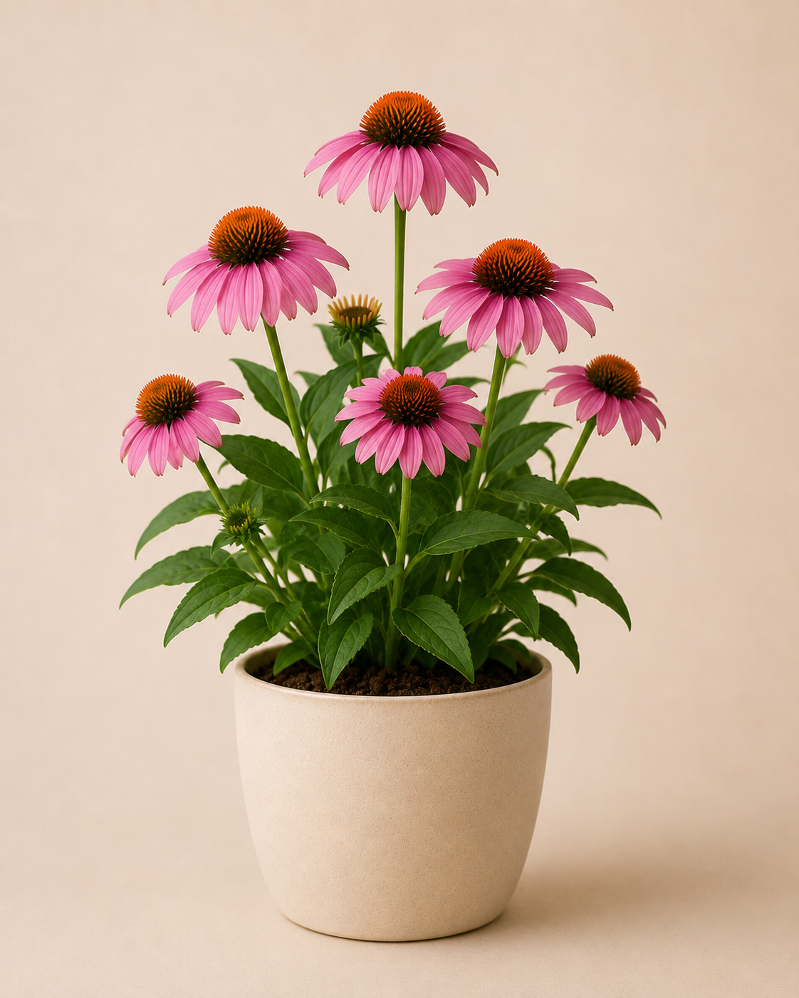 Echinacea