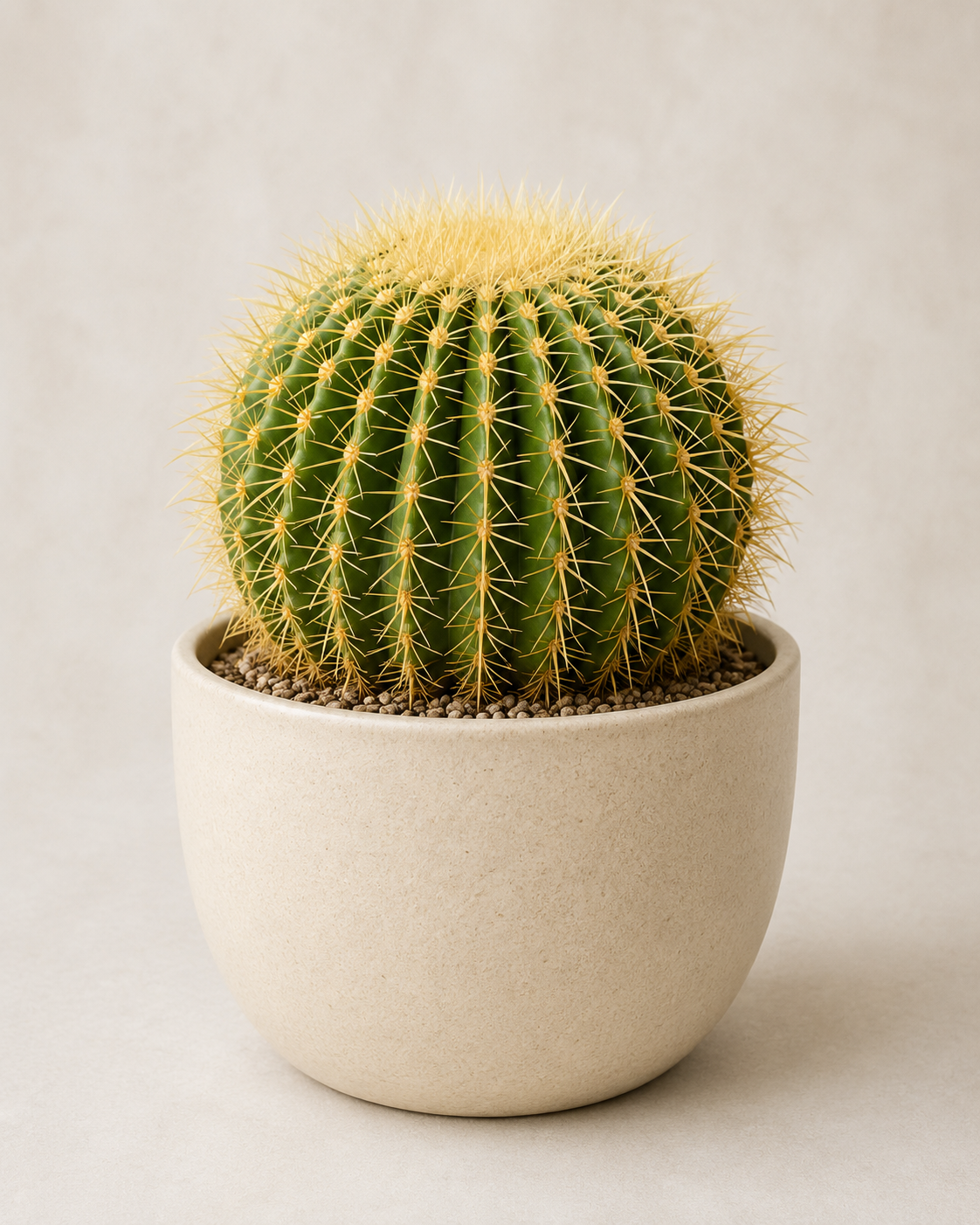 Echinocactus grusonii