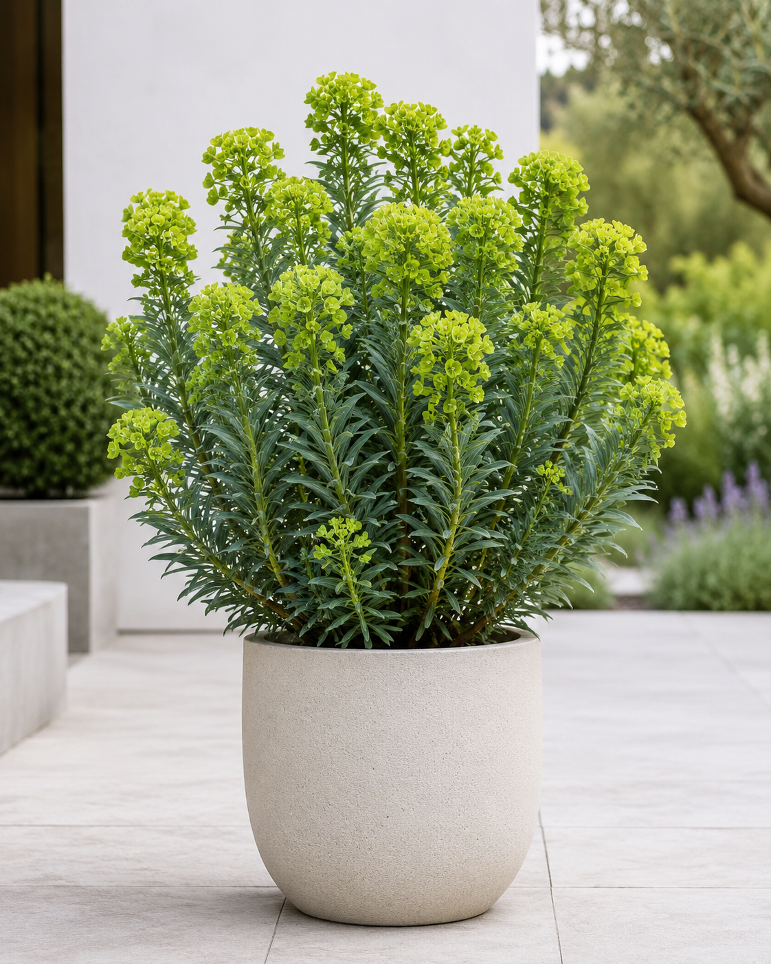 Euphorbia characias