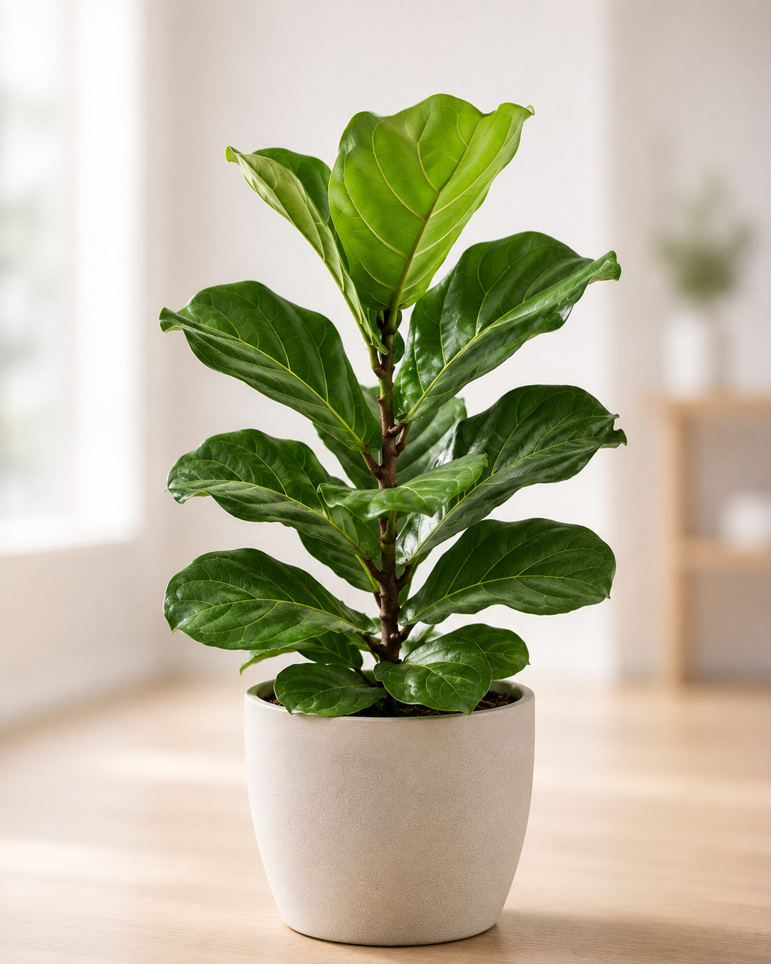 Ficus lyrata