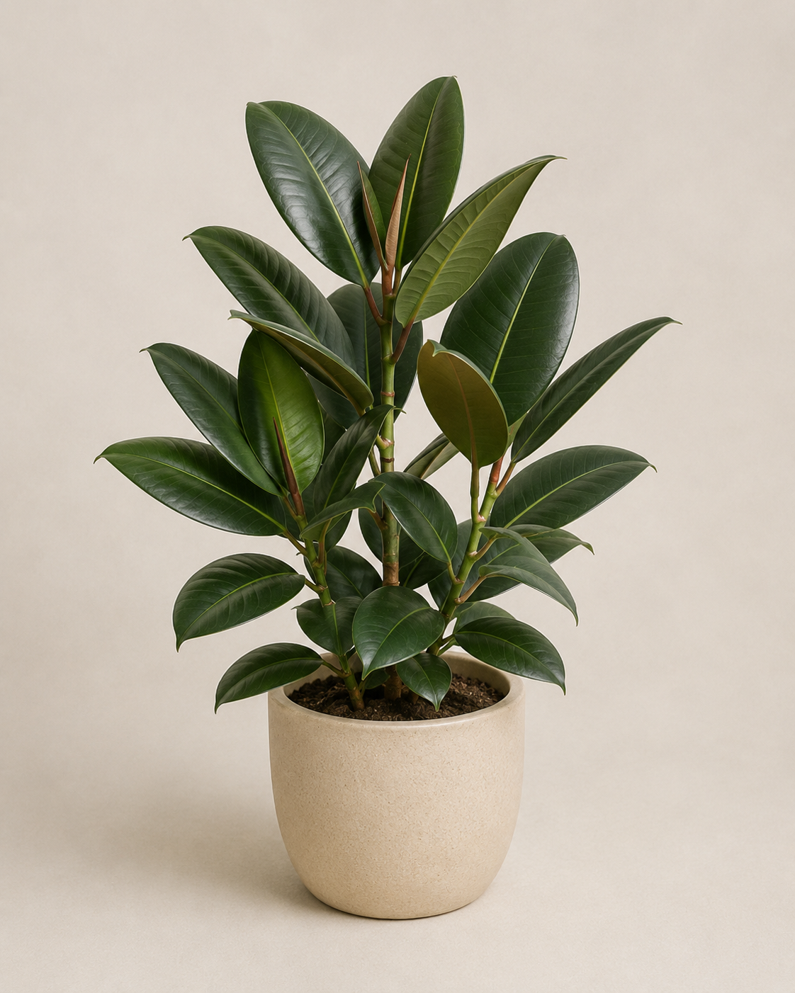 Ficus elastica