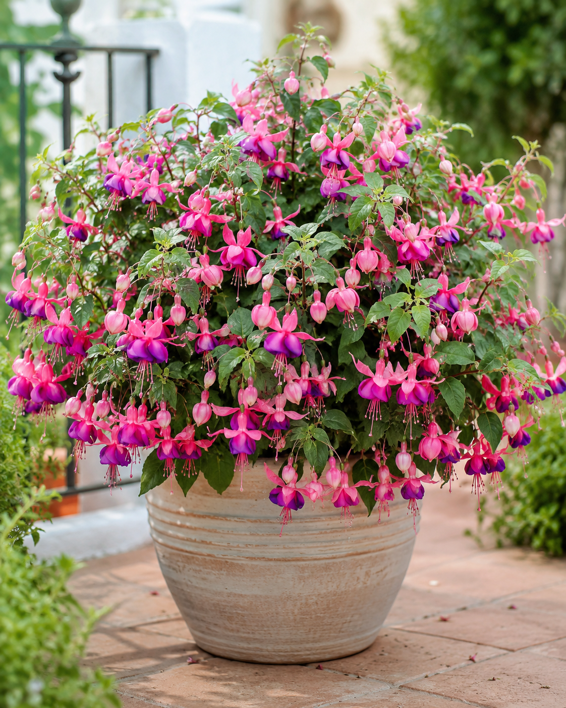 Fucsia