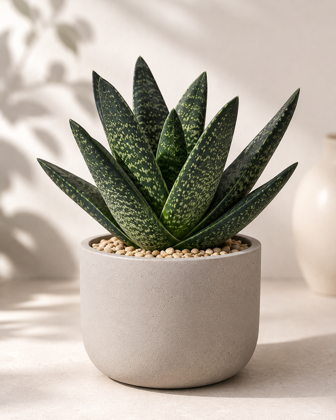 Gasteria