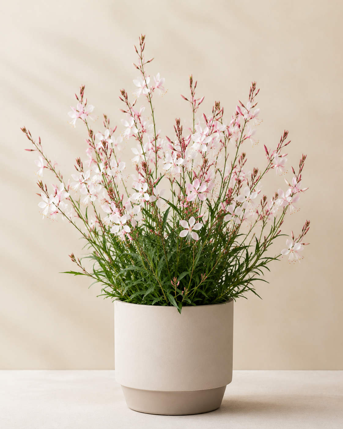 Gaura