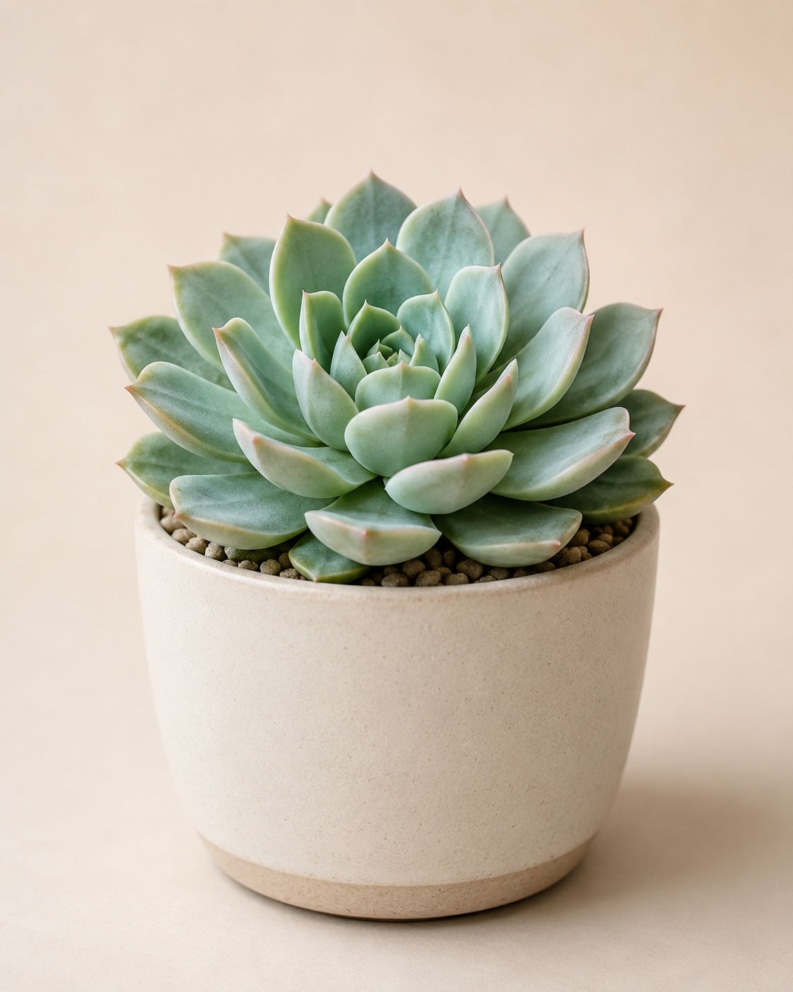Haworthia