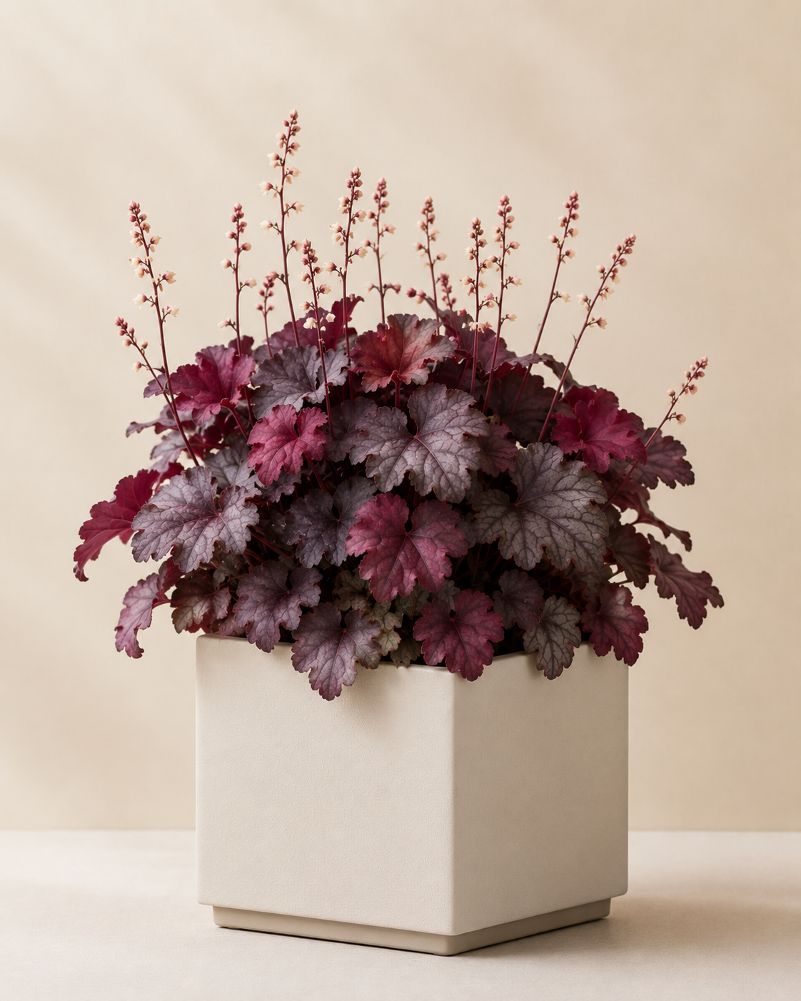 Heuchera