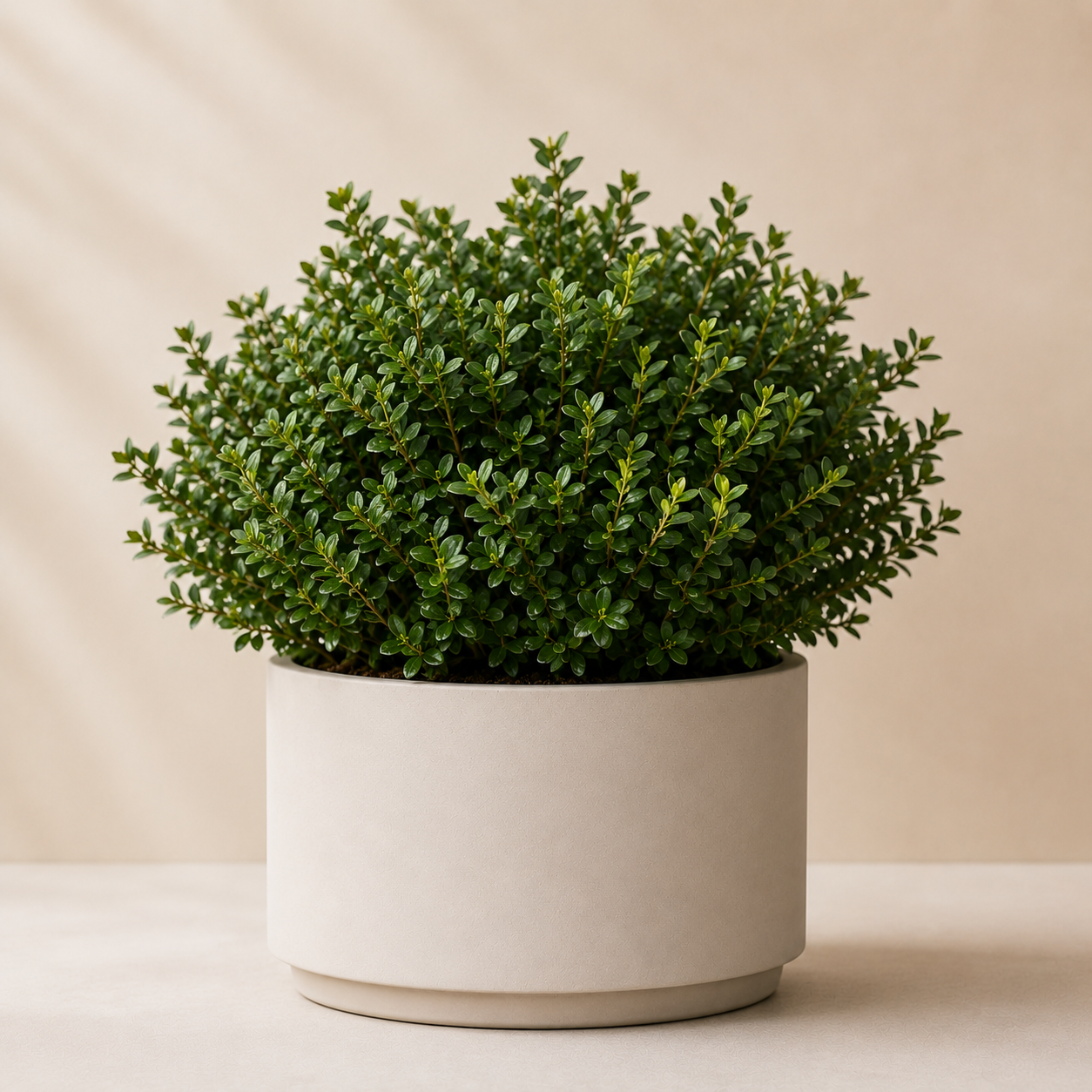 Ilex crenata