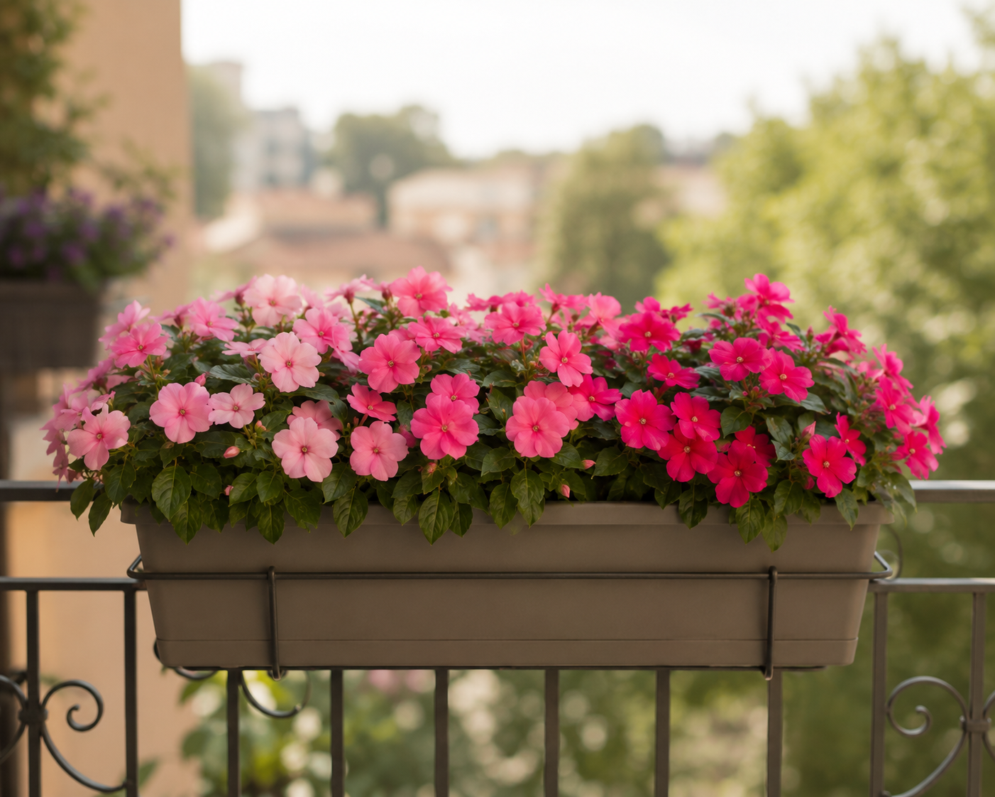 Impatiens