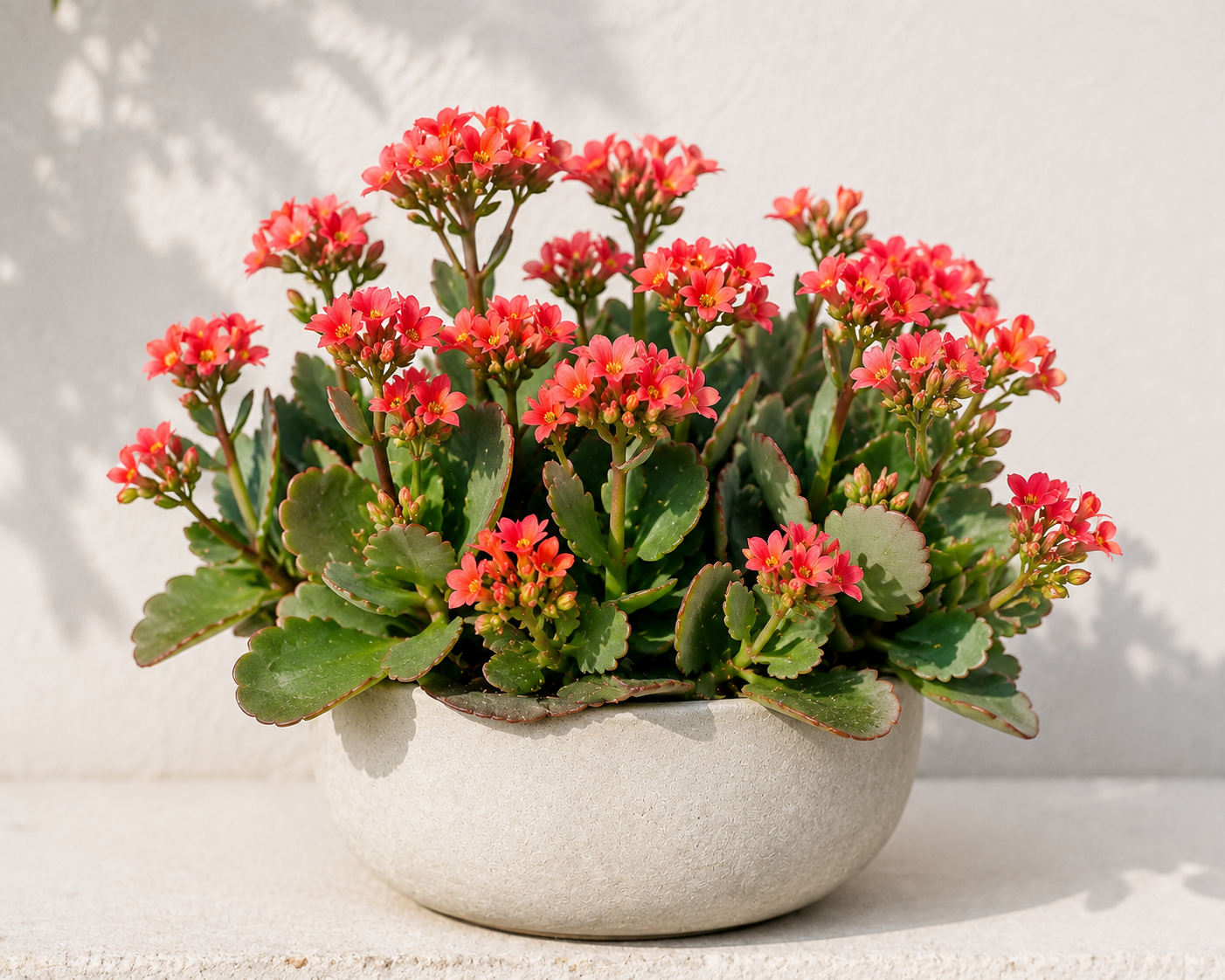 Kalanchoe da esterno