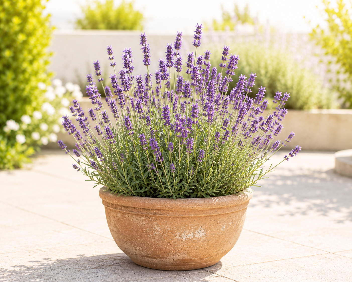 Lavanda