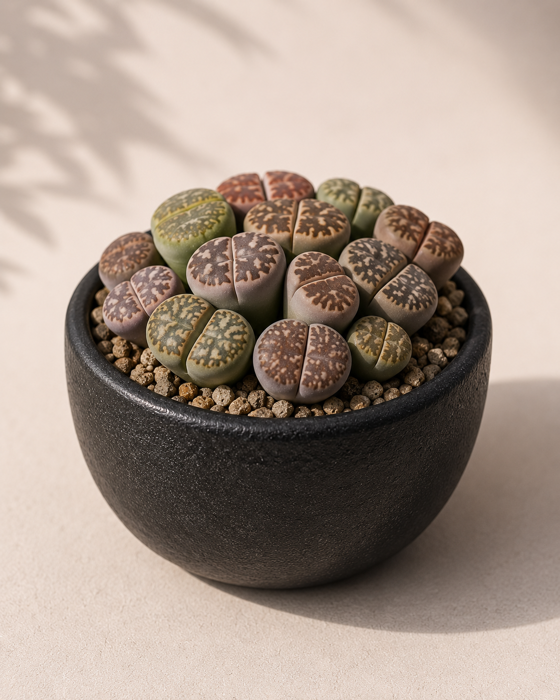 Lithops