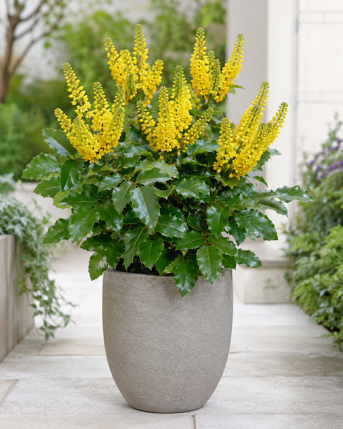 Mahonia