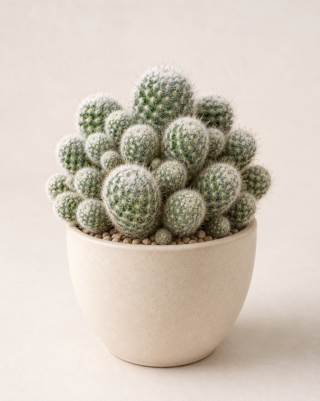 Mammillaria