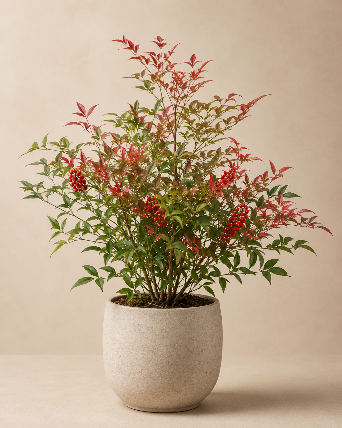 Nandina domestica