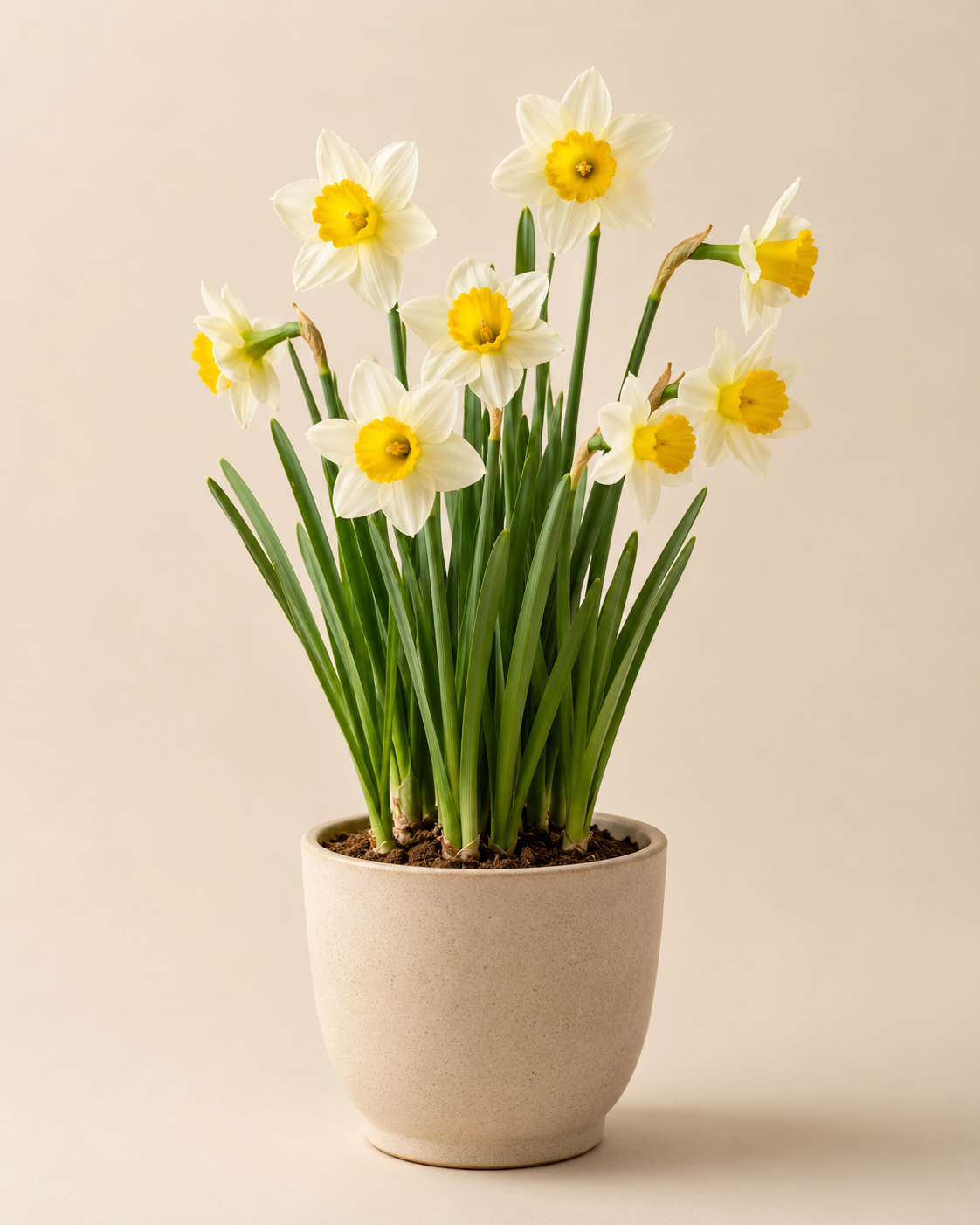 Narciso