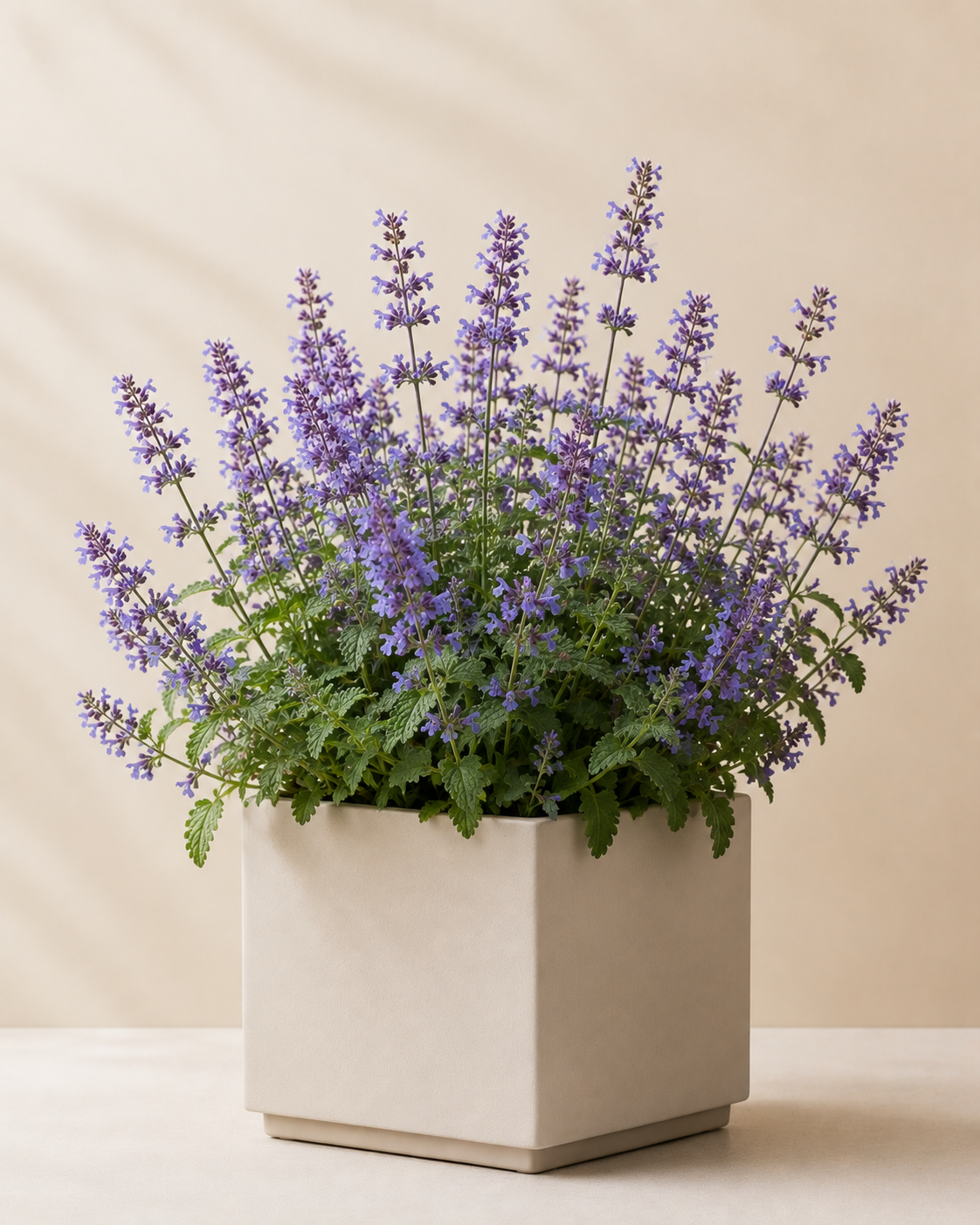 Nepeta