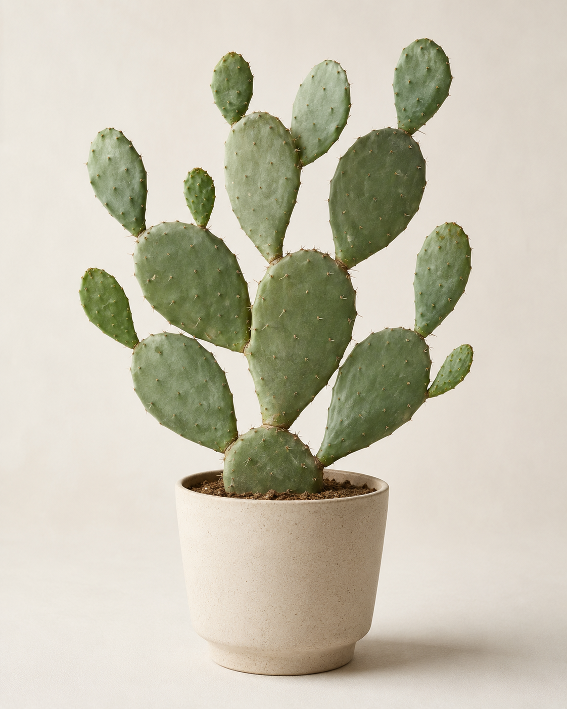 Opuntia microdasys