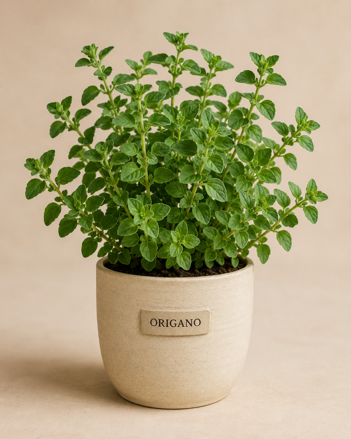 Origano