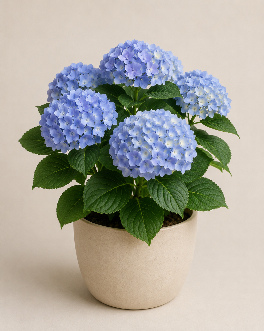 Ortensia
