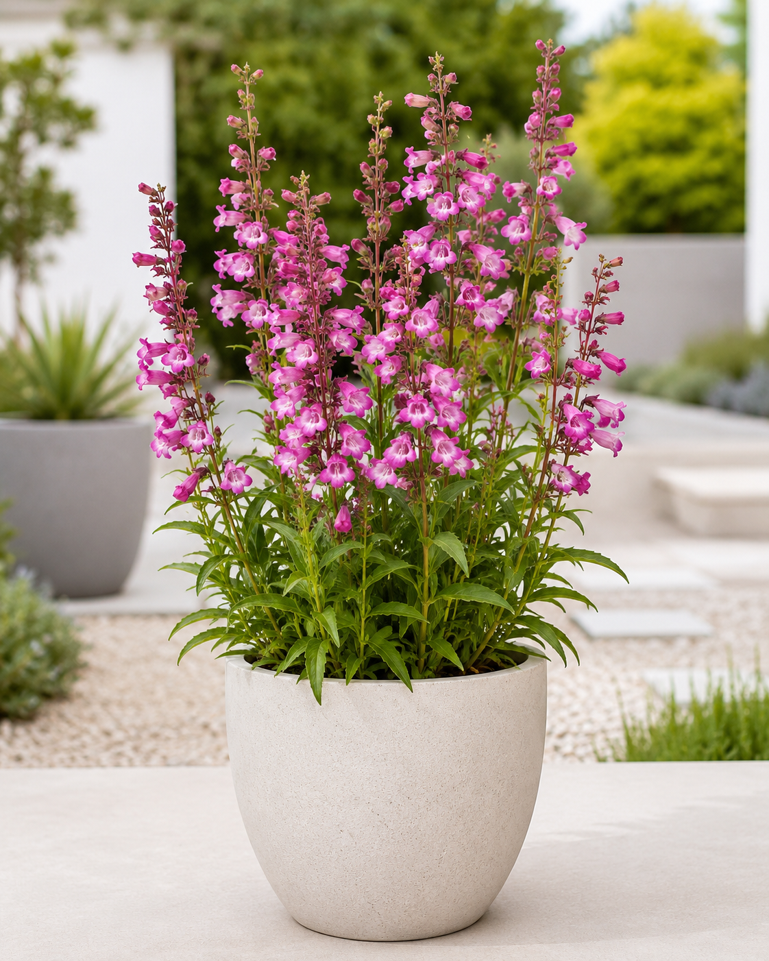 Penstemon
