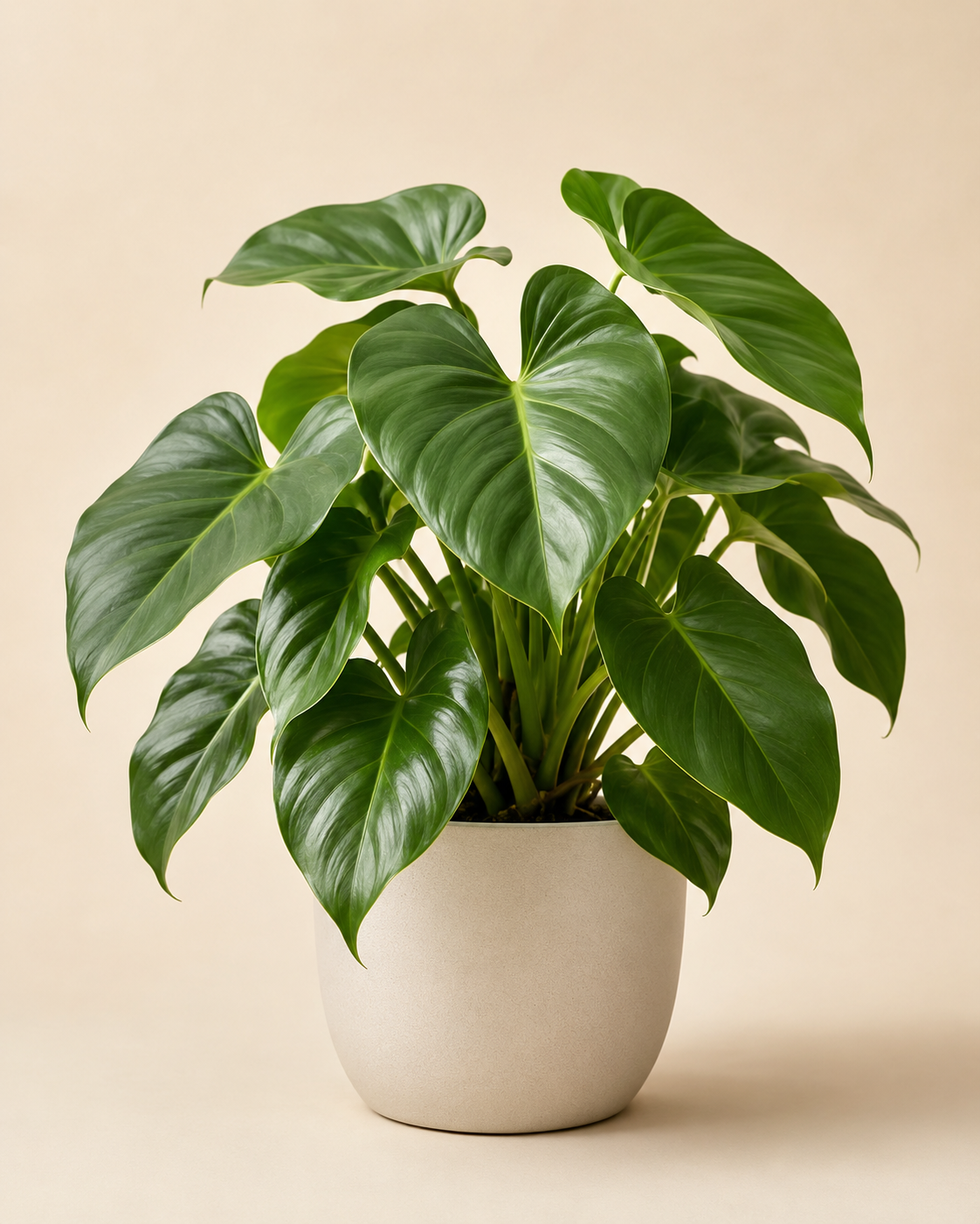 Philodendron